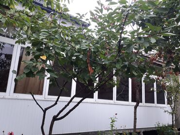 Həyət evləri və villaların satışı: 6 otaqlı, 280 kv. m, Kredit yoxdur, Orta təmir — 2