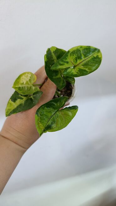 Комнатные розы: Продаю цветы все цены разные, находится в Кара Балте — 12