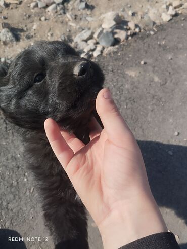 сабаки животные: Собака даром: 2 месяца, Самец