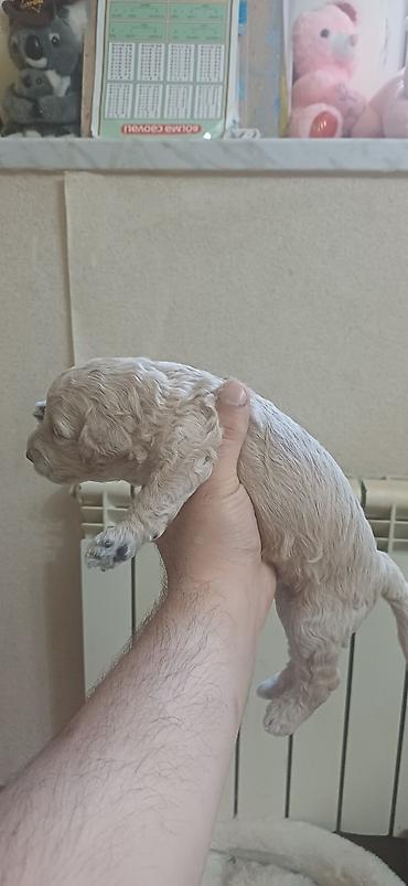 İtlər: Pudel, 1 ay, Erkek, Ödənişli çatdırılma — 5