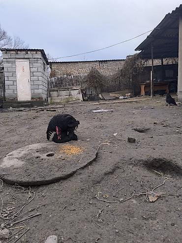 Куры, петухи: Продаю | Куры | Несушки — 5