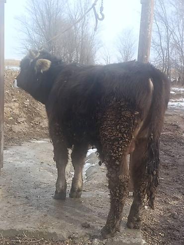 Коровы, быки: Продаю | Бык (самец) | На откорм | Привязанные — 2