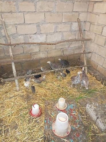 hinduşka qiyməti: Məhsul: Hinduşka cücələri (paltarçu – yerli xırda növ qarışıq rənglər) — 1