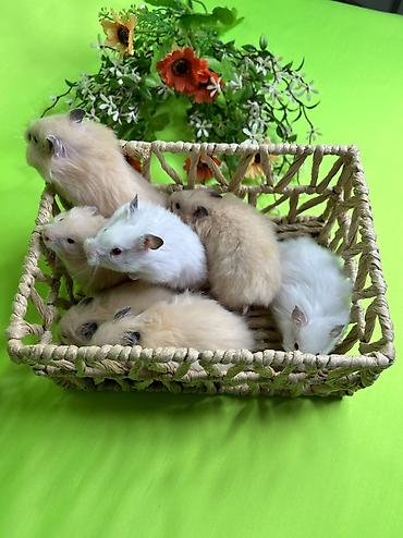 Хомяки: Продаются хомячки джунгарские, сирийские, ангорские пушистые хомячки — 12