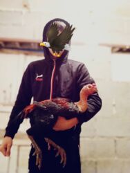 домик для кот: Продаю | Петух | Дакан | Для боев