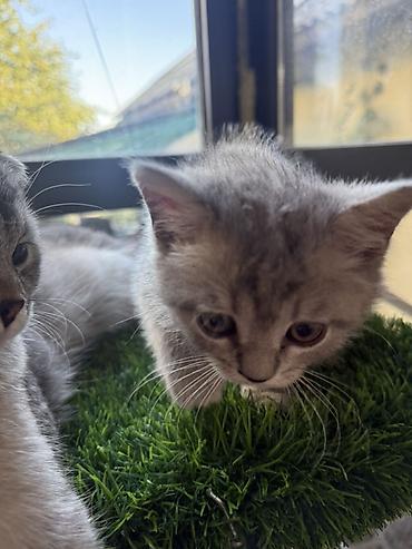 кошки свинкс: Шотландские кошки (Scottish Fold) серебристого окраса - Порода — 4