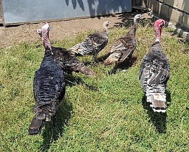 jersey cinsi: 2 ədəd erkək,3 ədəd dişi hazırda yumurta qoyurlar 10,15 günə kürt — 1