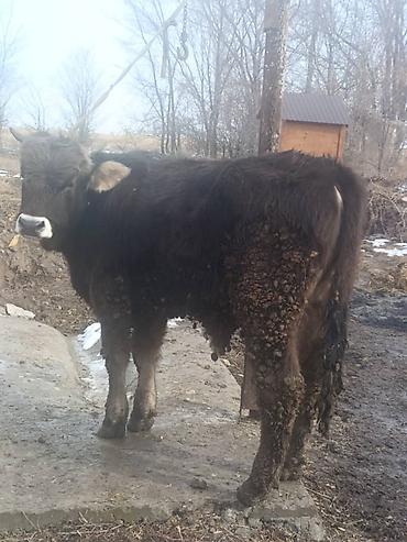 Коровы, быки: Продаю | Бык (самец) | На откорм | Привязанные — 10