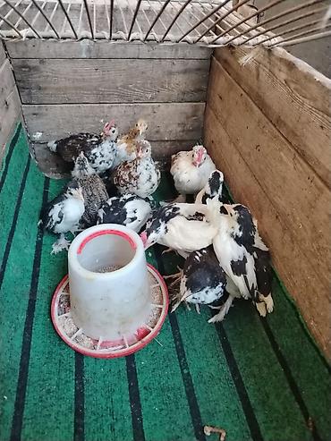 Toyuqlar: Toyuq, Milflör, Damazlıq — 11