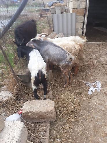 keci satsi: 6 cepiş erkek tek tekde satlır Qiymeti ferqli olacaq — 1