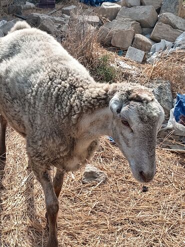 Qoyunlar, qoçlar: Əvvala salam ay yarımlıq boğazıdı 8 aylığıdı öz çəkisi 40 kilodu