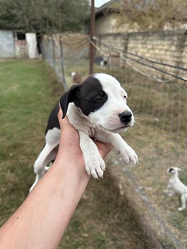 labrador it: Pitbul, 1 ay, Erkək, Pulsuz çatdırılma — 5