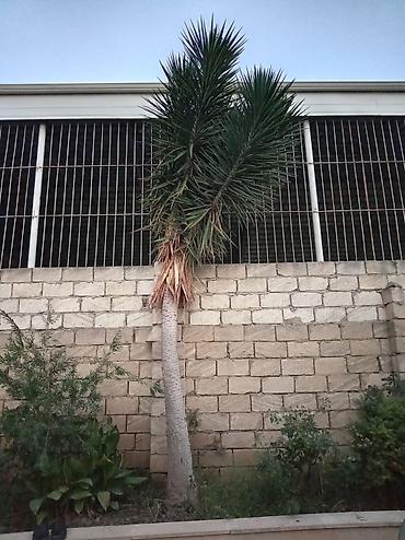 agac satisi baki: 15 illikdir 4 metir hündürlüyü qiymet 1200 real alıcıya cuzi endirim — 1