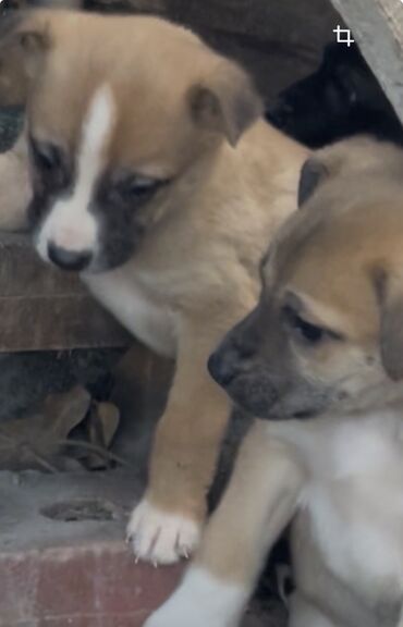 Продажа собак: 1 месяц, Самец — 3