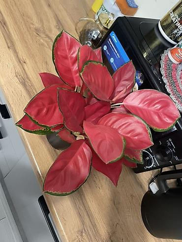 Комнатные растения продаю в горшках - Аглаонема Red at lalafo.kg Комнатные растения продаю в горшках - Аглаонема Red