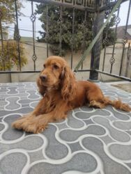 İtlər: Koker spaniyel, 1 il, Erkek, Peyvəndli -da lalafo.az — 4 İtlər: Koker spaniyel, 1 il, Erkek, Peyvəndli — 4