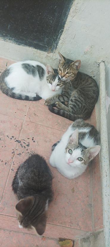pisi: Tabbi, Yaxşı əllərə — 3