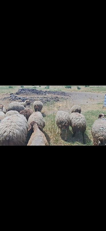 Mal-qara: Dişi, il: 10, 50 kq, Damazlıq, Ünvandan götürmə — 6