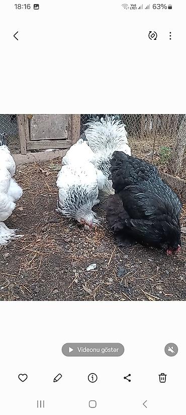 Toyuqlar: Toyuq, Brama, Damazlıq — 3