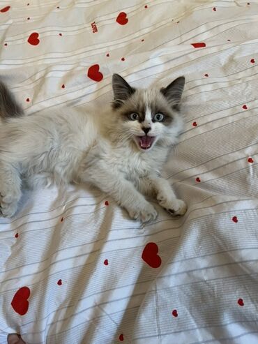 показы 1 354 72 договорная кошка даром британская короткошёрстная 1 год мальчик метис 2 позвонить написать: Очаровательный котёнок с длинной шелковистой шерстью и выразительной