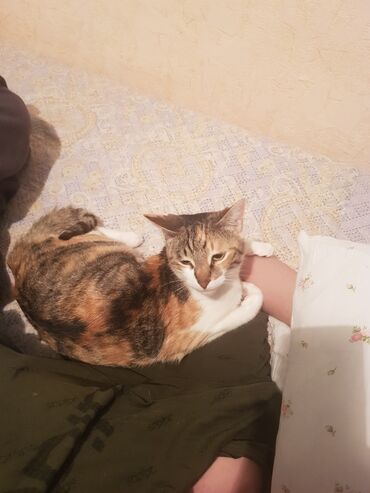 сиамская кошка: Ищем добрые руки для домащних кошек в г.Кара-балта,кошки стирильные
