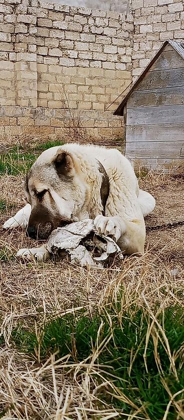 İtlər: Kanqal, 2 il — 10