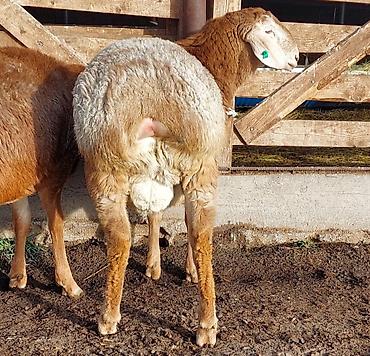 Баран, овца: Продаю | Ягненок, Баран (самец) | Для разведения | Племенные, Осеменитель — 8