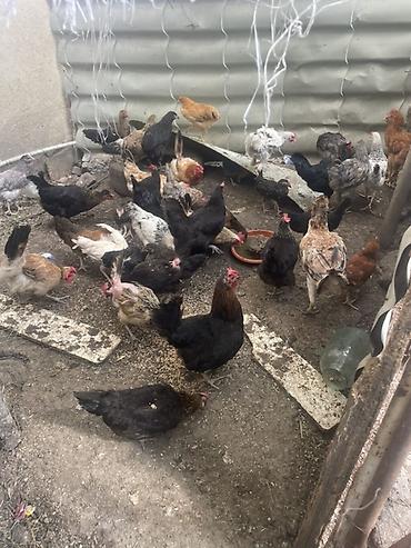 brama toyuqları: Salam 20eded çopla 14 eded yumurtaq toyuqlar hamsı satıram işimle — 8