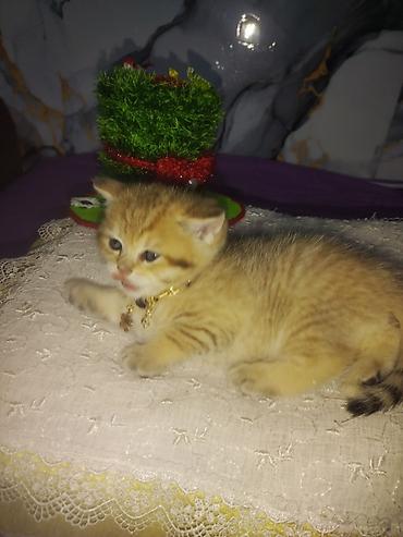 Pişiklər: Britan — 4