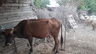 simmental inəklər: Самка, лет: 3, Для разведения