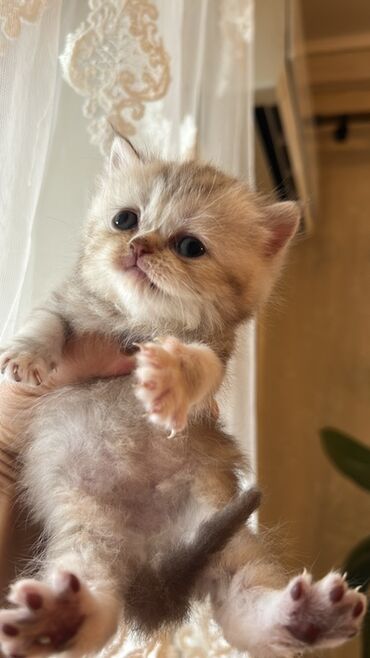 Pişiklər: Şotland yastı qulaq, Dişi, Yaxşı əllərə, Ünvandan götürmə — 2