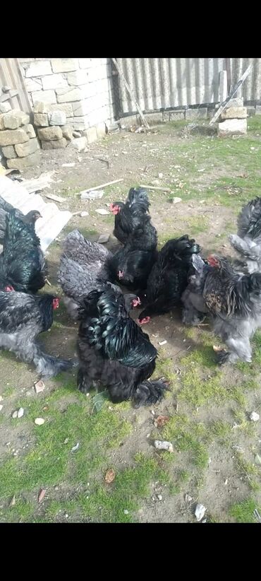 Cücələr: Toyuq cücələri, Damazlıq — 18