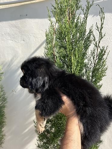 İtlər: Pekines, 3 ay, Dişi, Peyvəndli, Pulsuz çatdırılma — 7