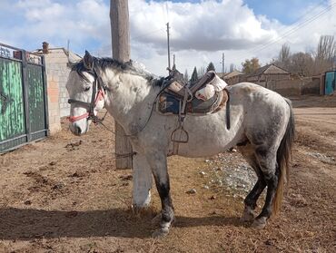 сколько стоит собака далматинец: Сатам | Жылкы (эркек) | Жумушка