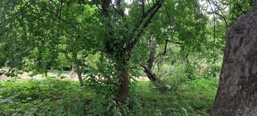 Torpaq sahələrinin satışı: 12 sot, Mülkiyyətçi, Kupça (Çıxarış) — 4