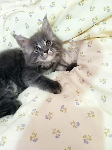 шотландская кошка прямоухая: Мейн-Куны🥰. Предлагаются Чистокровные, Шикарные девочки от элитных — 1