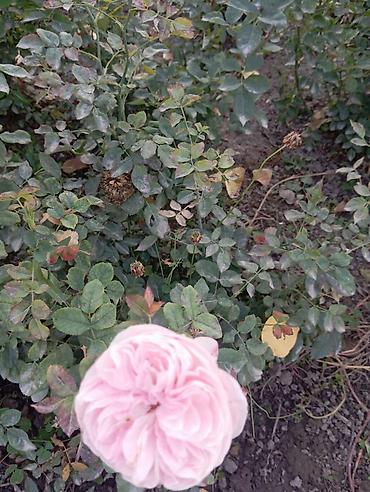 Другие садовые цветы и кустарники: Саженцы садовых роз и хризантем - Розы чайно-гибридные/флорибунда — 13