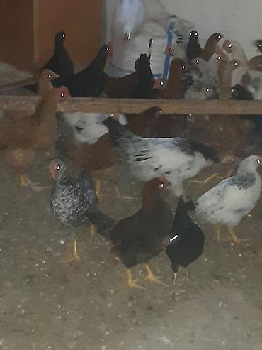 Cücələr: Toyuq cücələri, Ətlik — 7