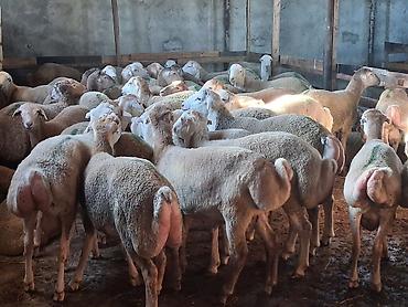 keci satşı: Quzu.Erkək super kök quzular.Diri çəkisi 9 AZN.Beyləqan cinsidir. 3-4 — 6