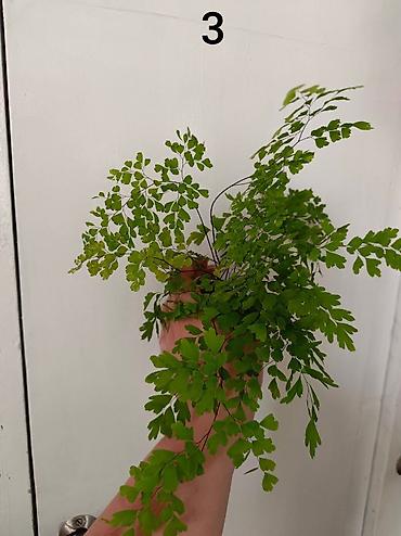 зеленый орук: 🌿 Продаю Адиантум (Венерин волос) - нежный и очень живучий! Продаю — 5