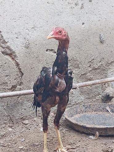 serebrist: Xoruz, il: 4, Ödənişli çatdırılma — 2