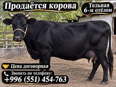 прадаю карову: Продаю | Корова (самка) | Для молока | Стельные — 1