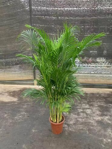 Пальмы: Пальмы Кофейное деревоПальмы,Фикусы и тд — 14