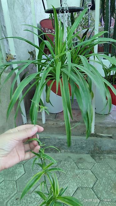 Молочайлар: Горшечные комнатные растения: 1) Молочай миля (Euphorbia milii — 4