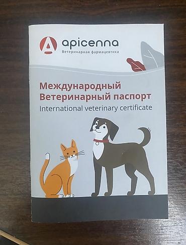абиссинская кошка цена бишкек: Кошка даром: Беспородная, 8 месяцев, Мальчик, Приучена к лотку — 3