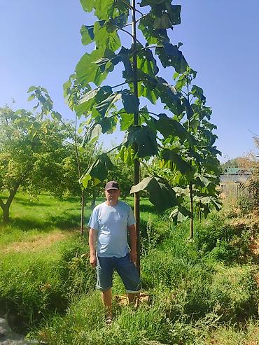 Другие виды семян и саженцев: ПАВЛОВНИЯ КОЧОТТОРУ САТЫЛАТ СОРТТОРУ: -ФТЭ - ШАНГТОНГ - ПАОТОНГ Z 07 — 14