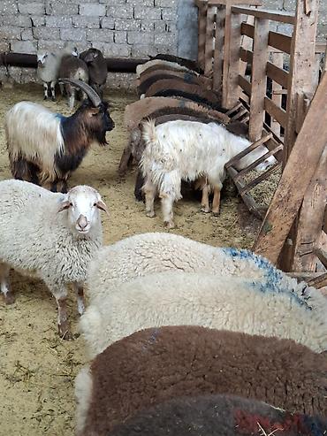 qoyun qiymetleri: Qurbanlıq üçün qoyun-keçi sürüsü - Növ: yerli qoyunlar və keçilər — 5