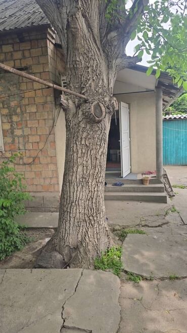 Дрова: Дрова Орех, Самовывоз