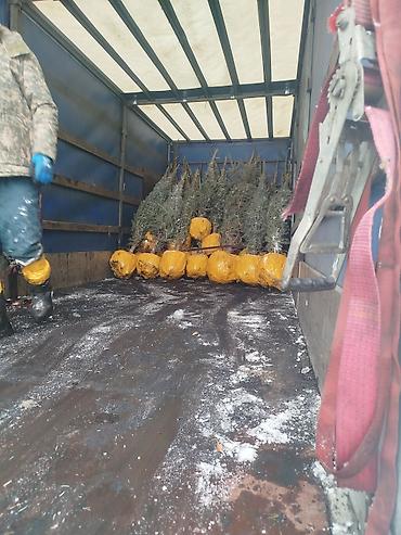 Декоративные деревья: Саженцы деревьев: Ели — 14