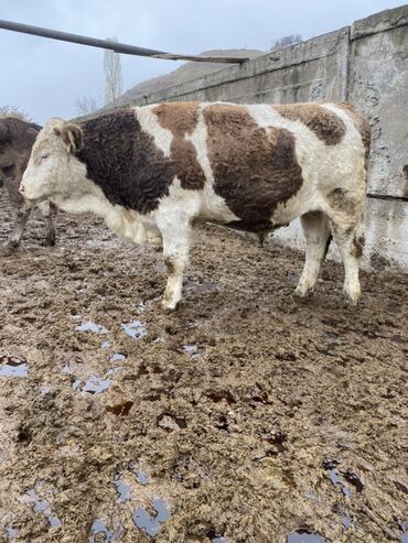 купить собаку той пудель: Продаю | Бык (самец) | Для разведения